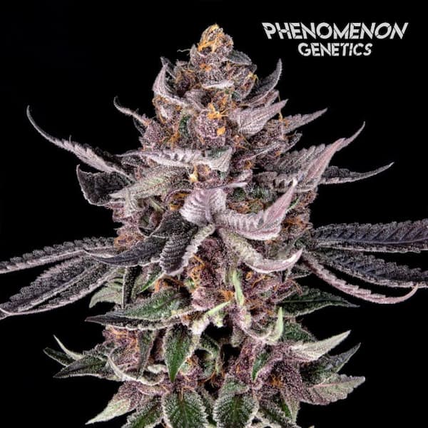 Tangoz > Phenomenom Genetics | Feminized Cannabis   |  Indica